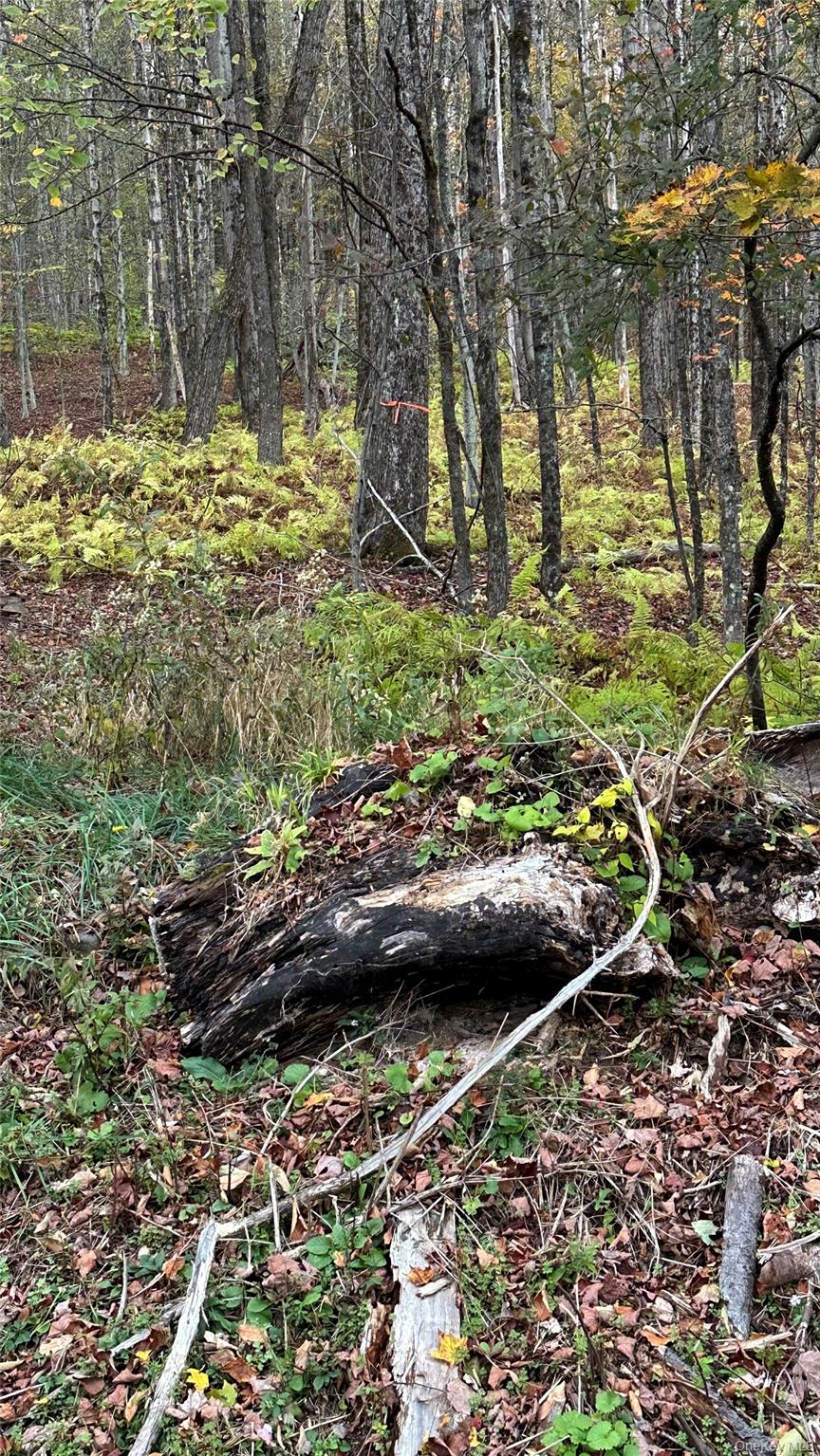 Tbd Hysana Road Fallsburg, NY 12733 - Photo 6 of 11 a view of yard with wooden fence