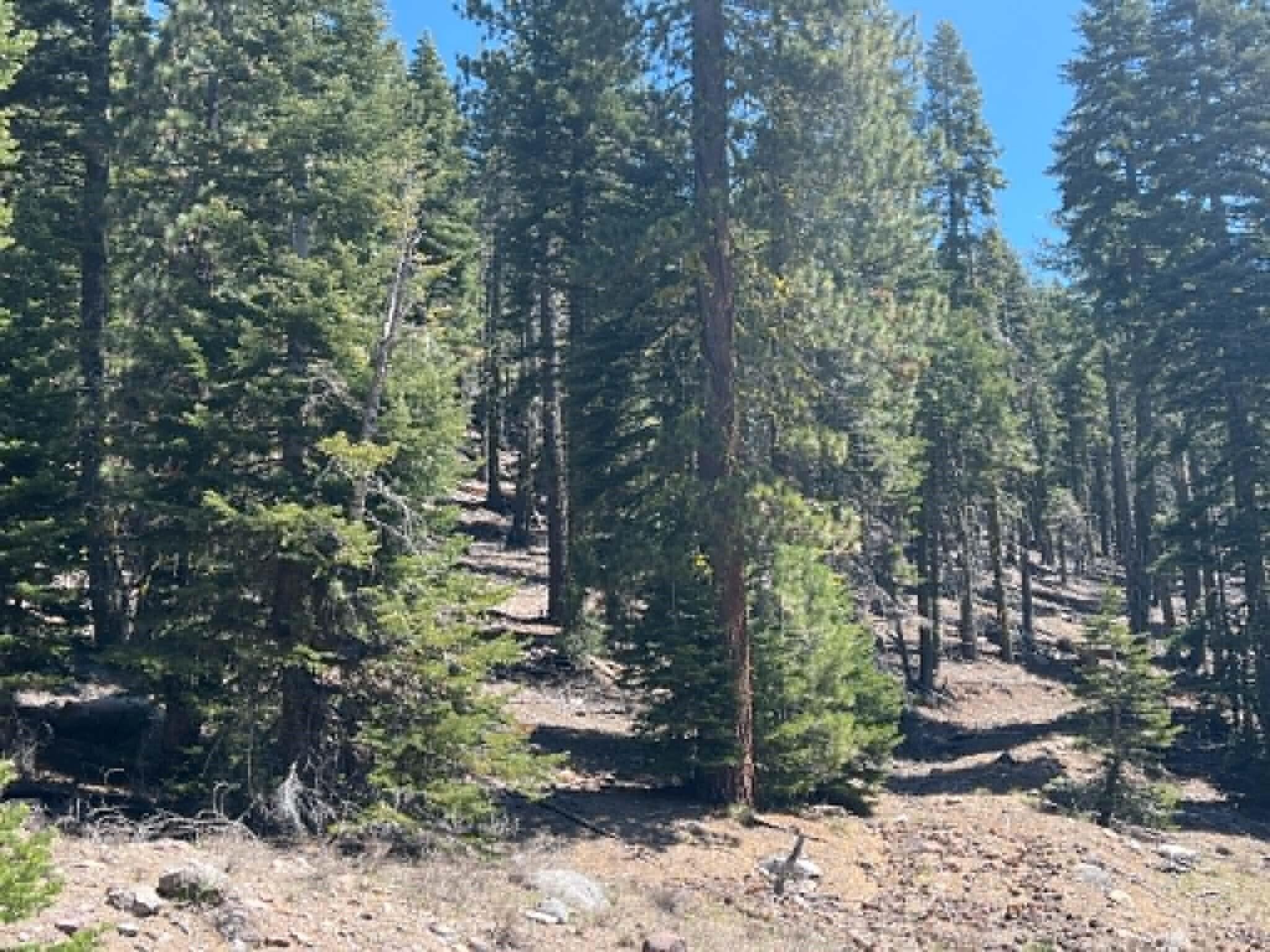 0 Logging Road Shingletown, CA 96088 - Photo 18 of 32 a view of a forest filled with trees