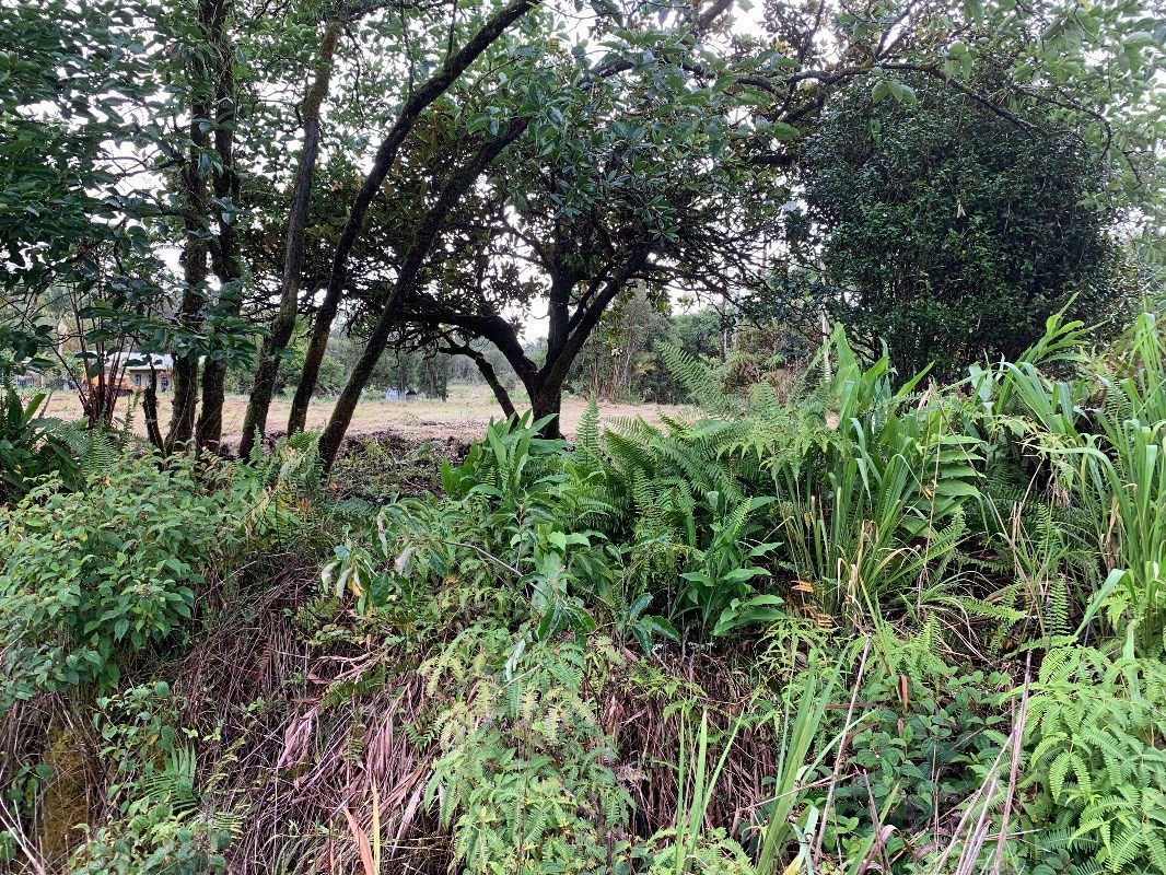 18-1755 Volcano Road Mountain View, HI 96771 - Photo 6 of 13 a view of a garden