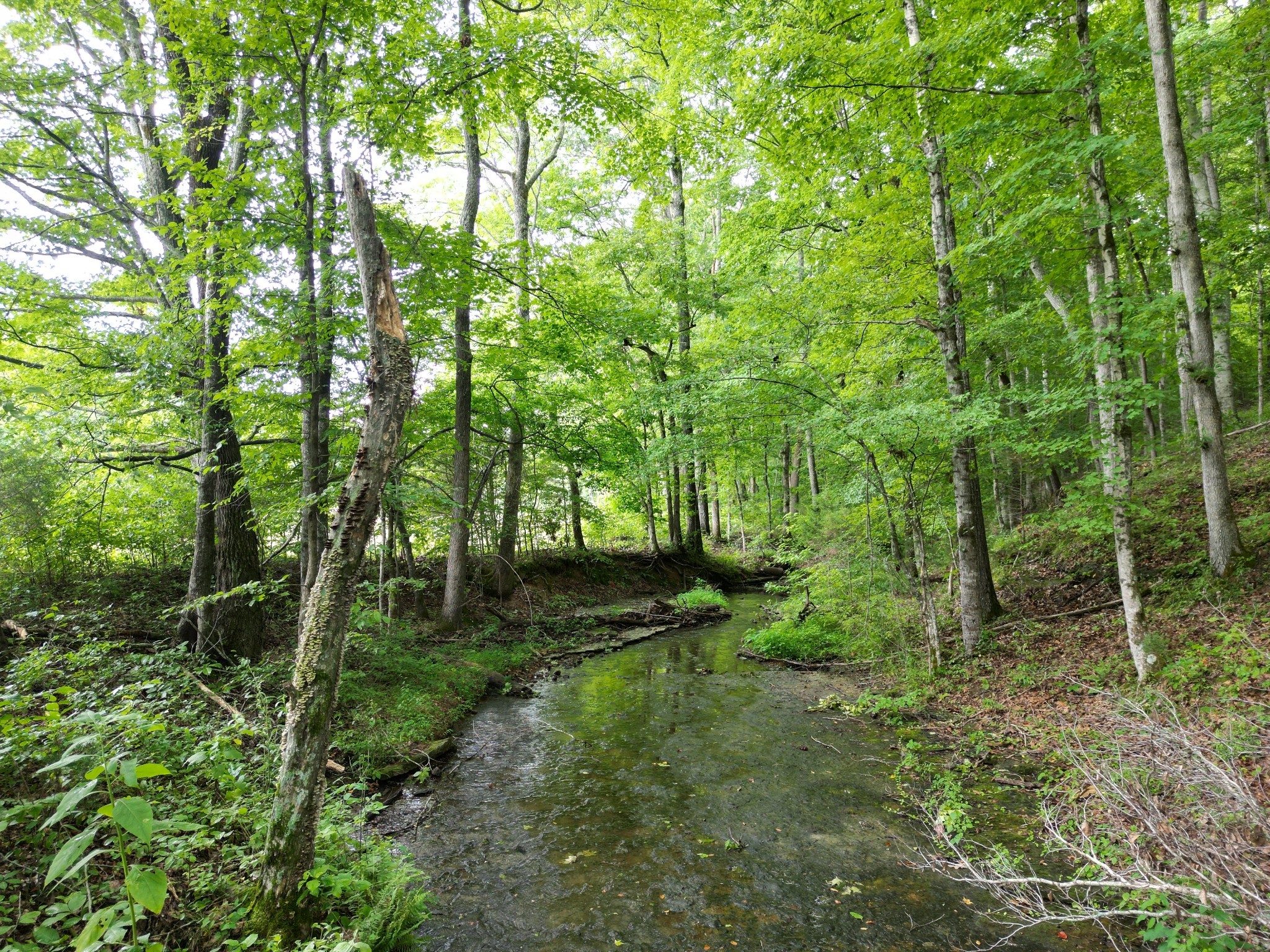 A Carter Hollow Road Linden, TN 37096 - Photo 2 of 4 Gallery Image 2