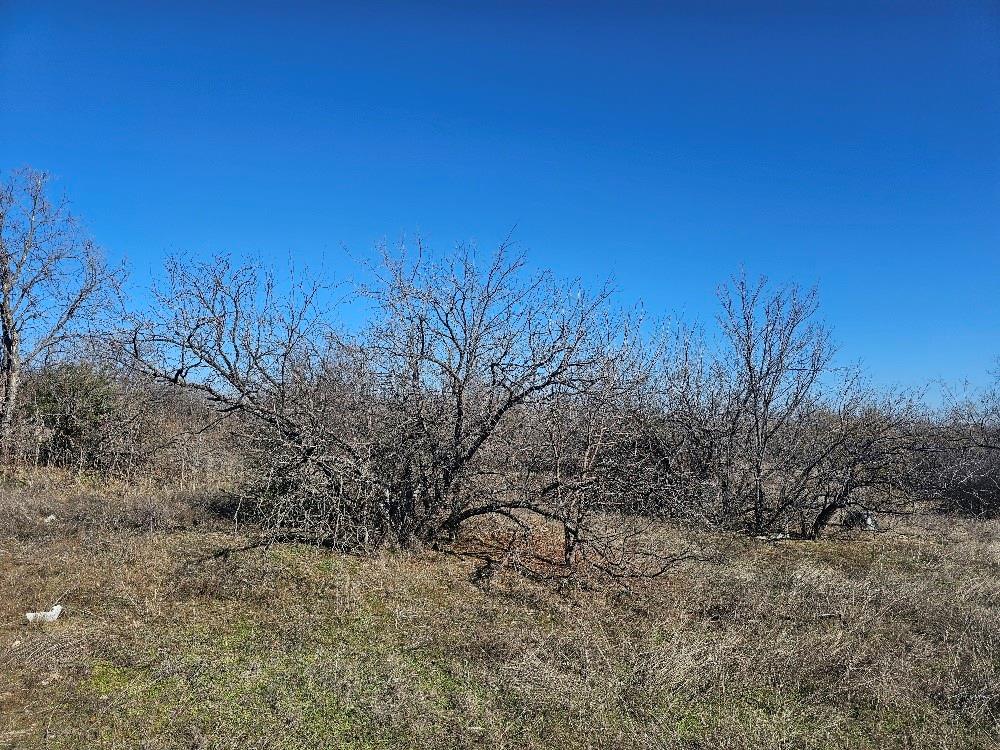 3206 Northwest 820th Loop Fort Worth, TX 76135 - Photo 8 of 15 a view of a dry yard with trees