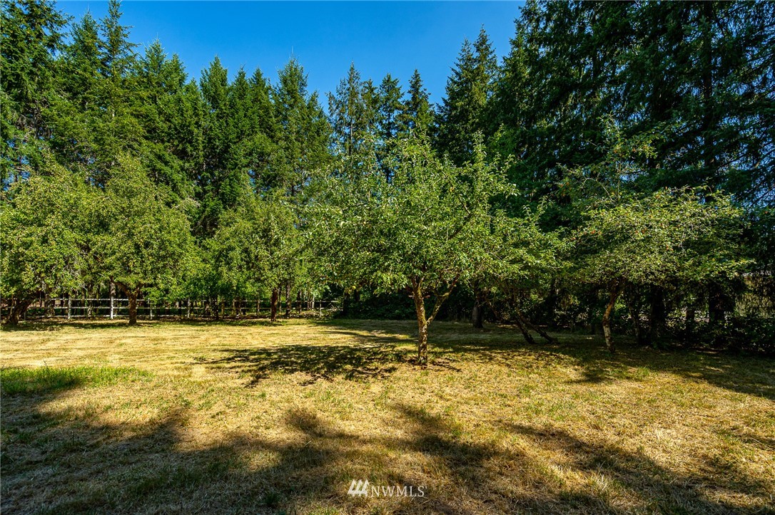 1458 Rush Road Chehalis, WA 98532 - Photo 29 of 40 a view of a yard with a tree