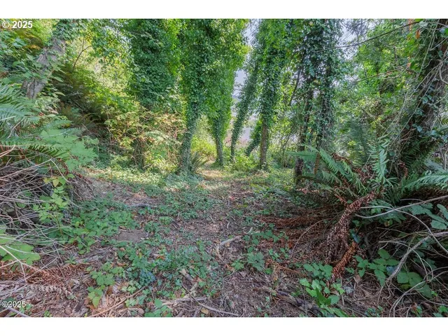 a view of a lush green forest