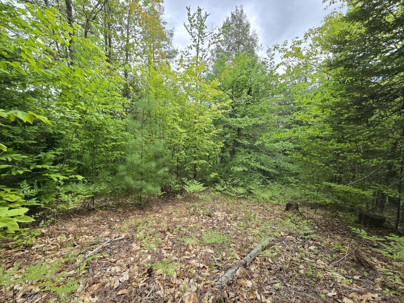 Lot 10 Staples Pond Road Temple, ME 04984 - Photo 18 of 56 20260528_130954_result