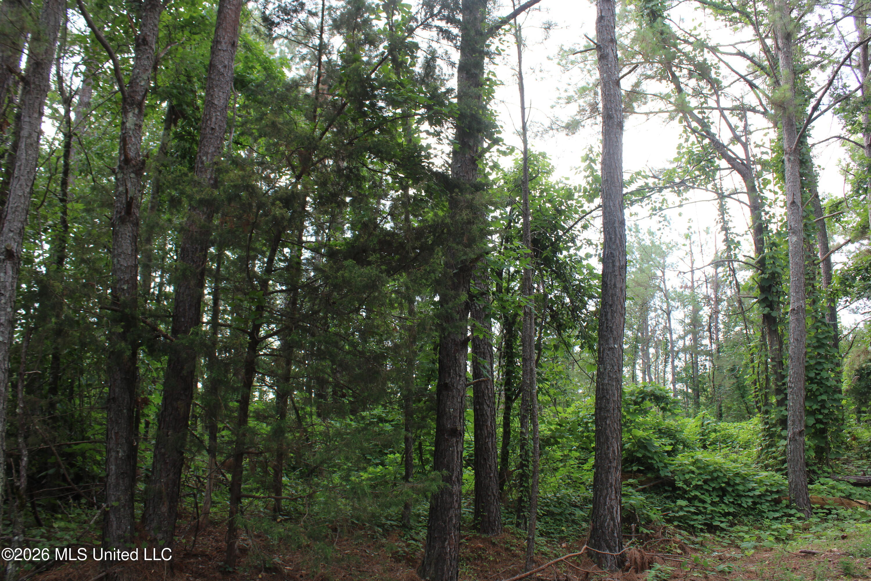 351 Waites Road Holly Springs, MS 38635 - Photo 1 of 15 IMG_7936