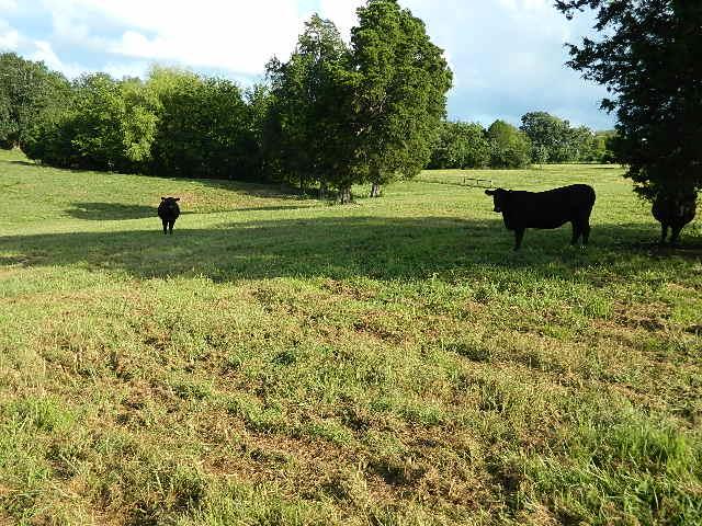 1616 Greasy Branch Road Culleoka, TN 38451 - Photo 8 of 8 Gallery Image 8
