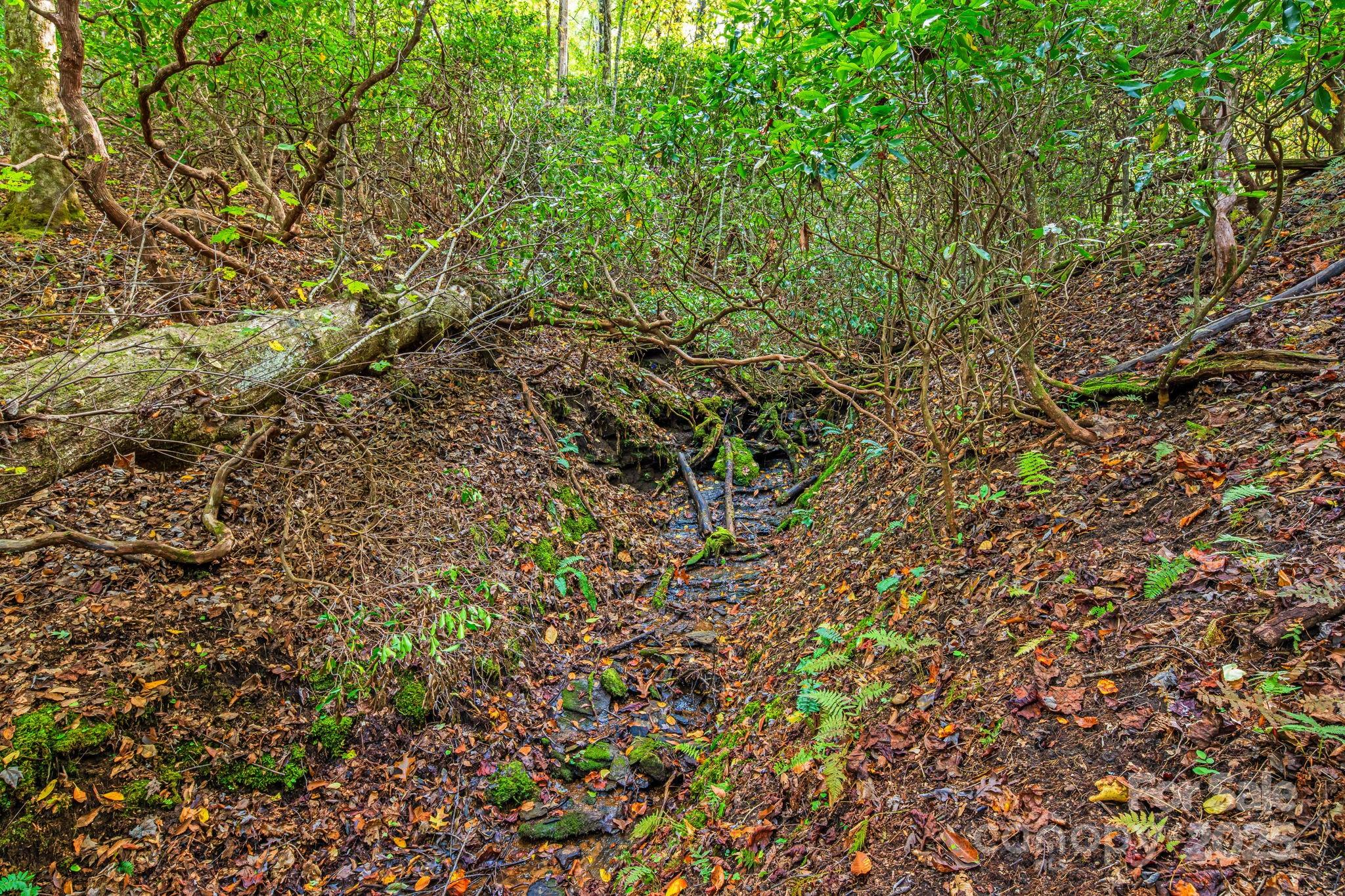 206 Willow Lane Brevard, NC 28712 - Photo 31 of 43 a view of a tree with a plant