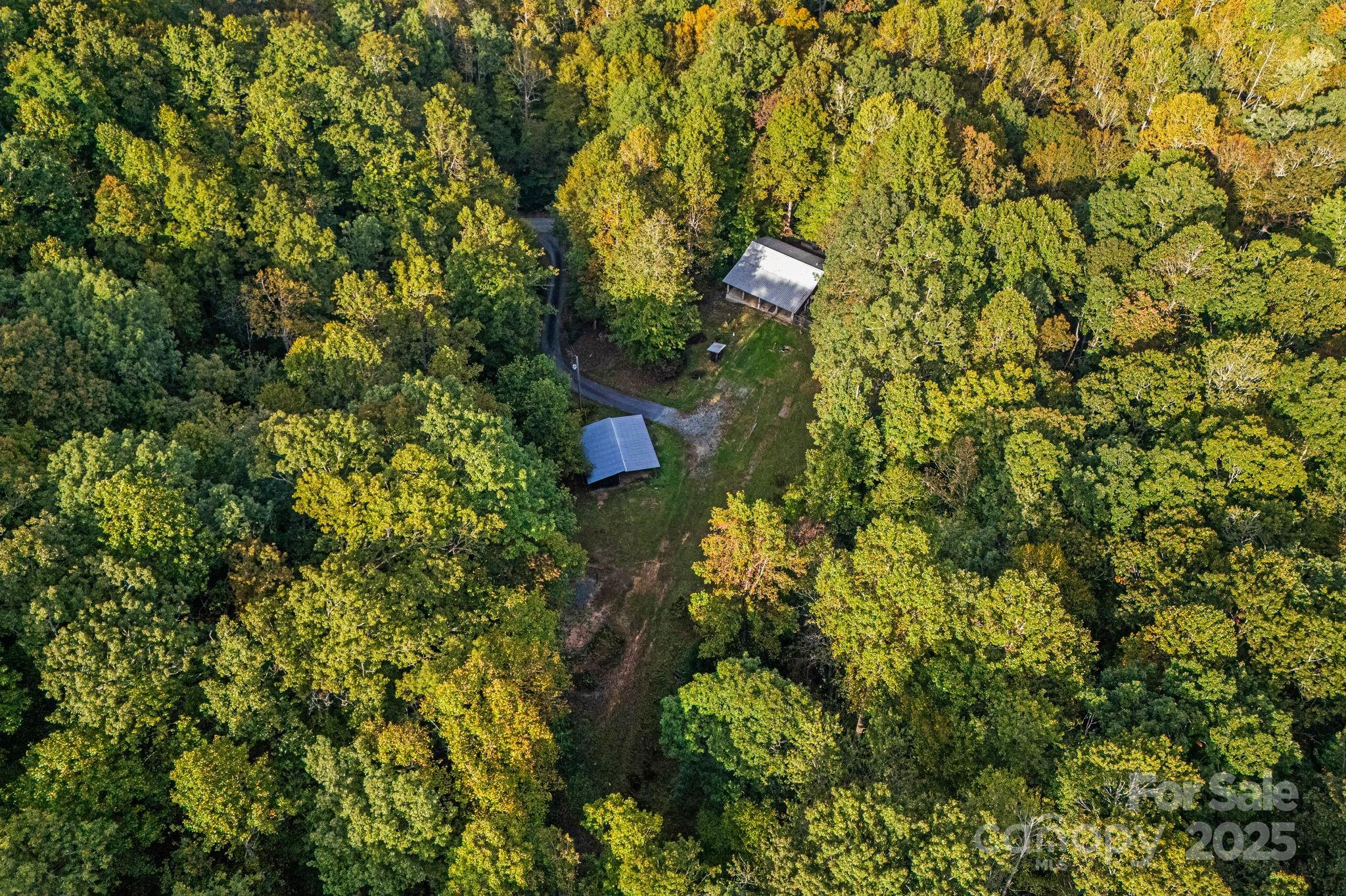 206 Willow Lane Brevard, NC 28712 - Photo 6 of 43 a view of a plants in a yard