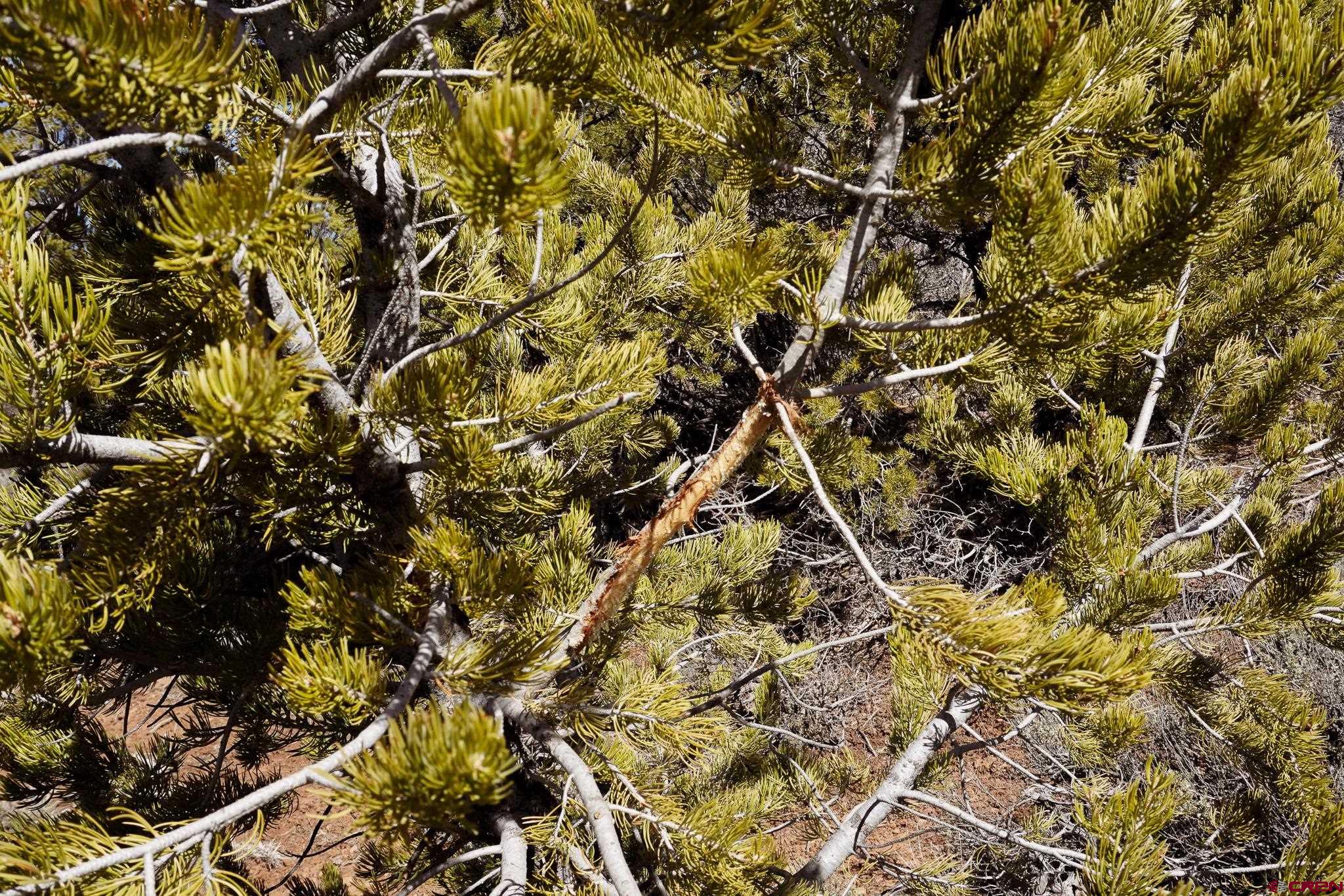 Tbdwp County Line Road Dove Creek, CO 81324 - Photo 39 of 41 Gallery Image 39