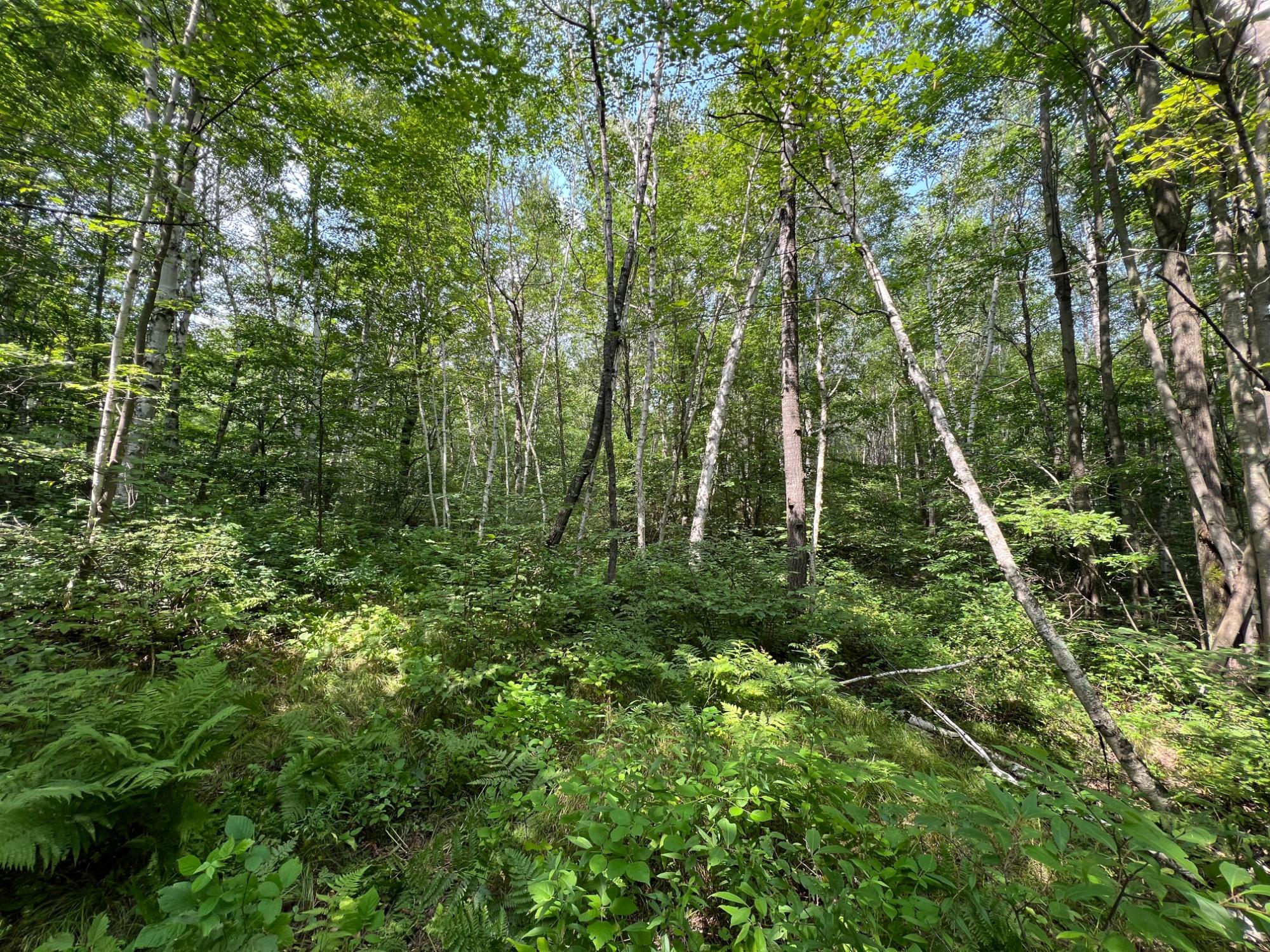 On Heineman Road Gleason, WI 54435 - Photo 7 of 23 Gallery Image 7