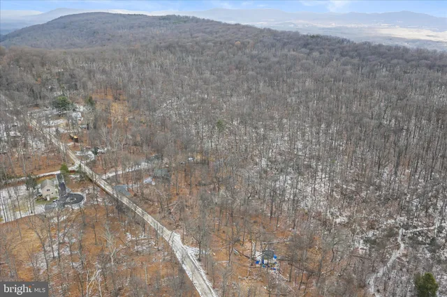 a close up of a plant