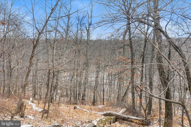 a backyard of a house with a large tree