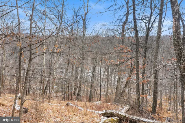 a view of a dry yard with trees in the background