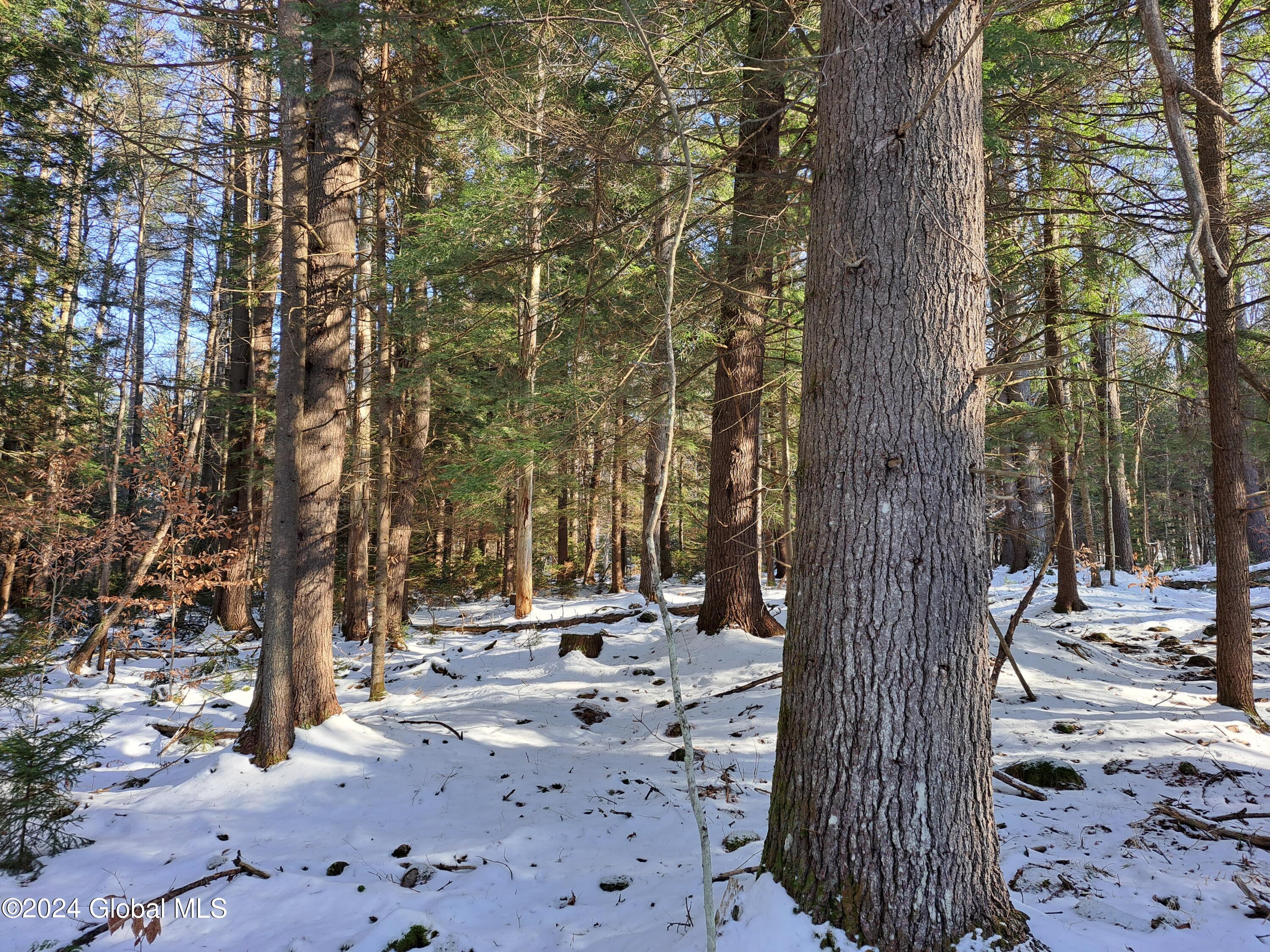 L17 Rice Road Northville, NY 12134 - Photo 14 of 51 14 Large White Pine