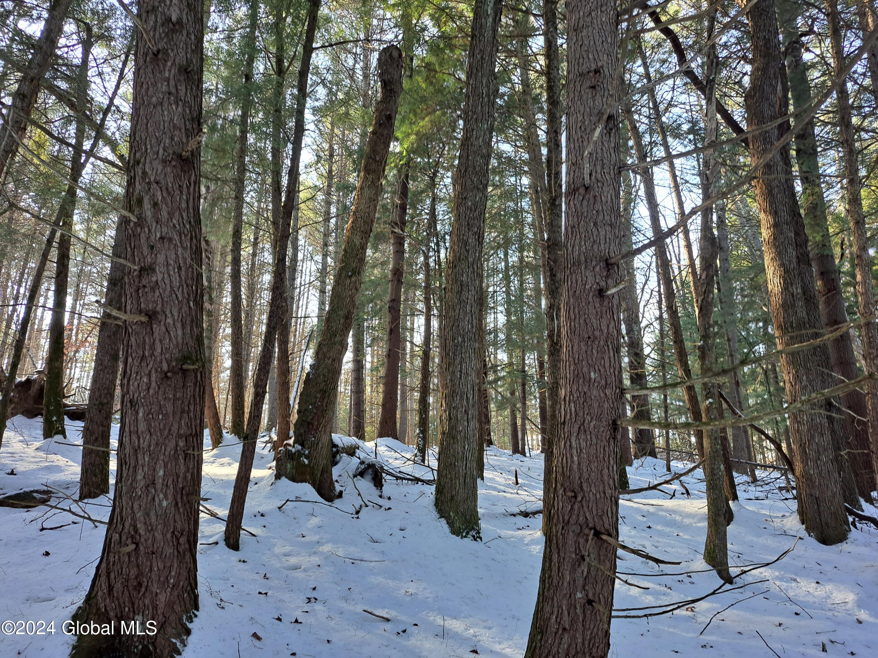 L17 Rice Road Northville, NY 12134 - Photo 18 of 51 18 Mature Hemlock