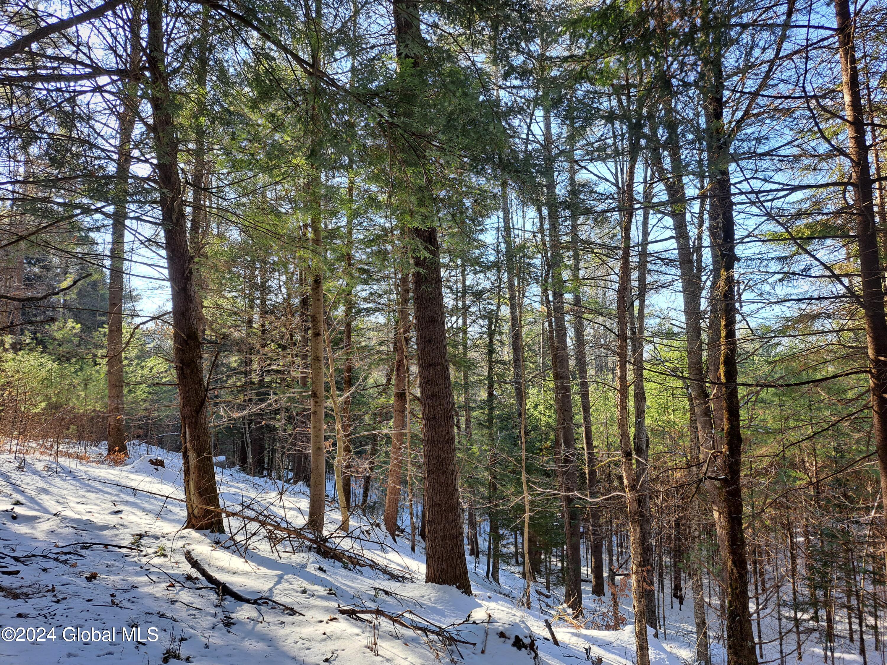 L17 Rice Road Northville, NY 12134 - Photo 19 of 51 19 Mature White Pine