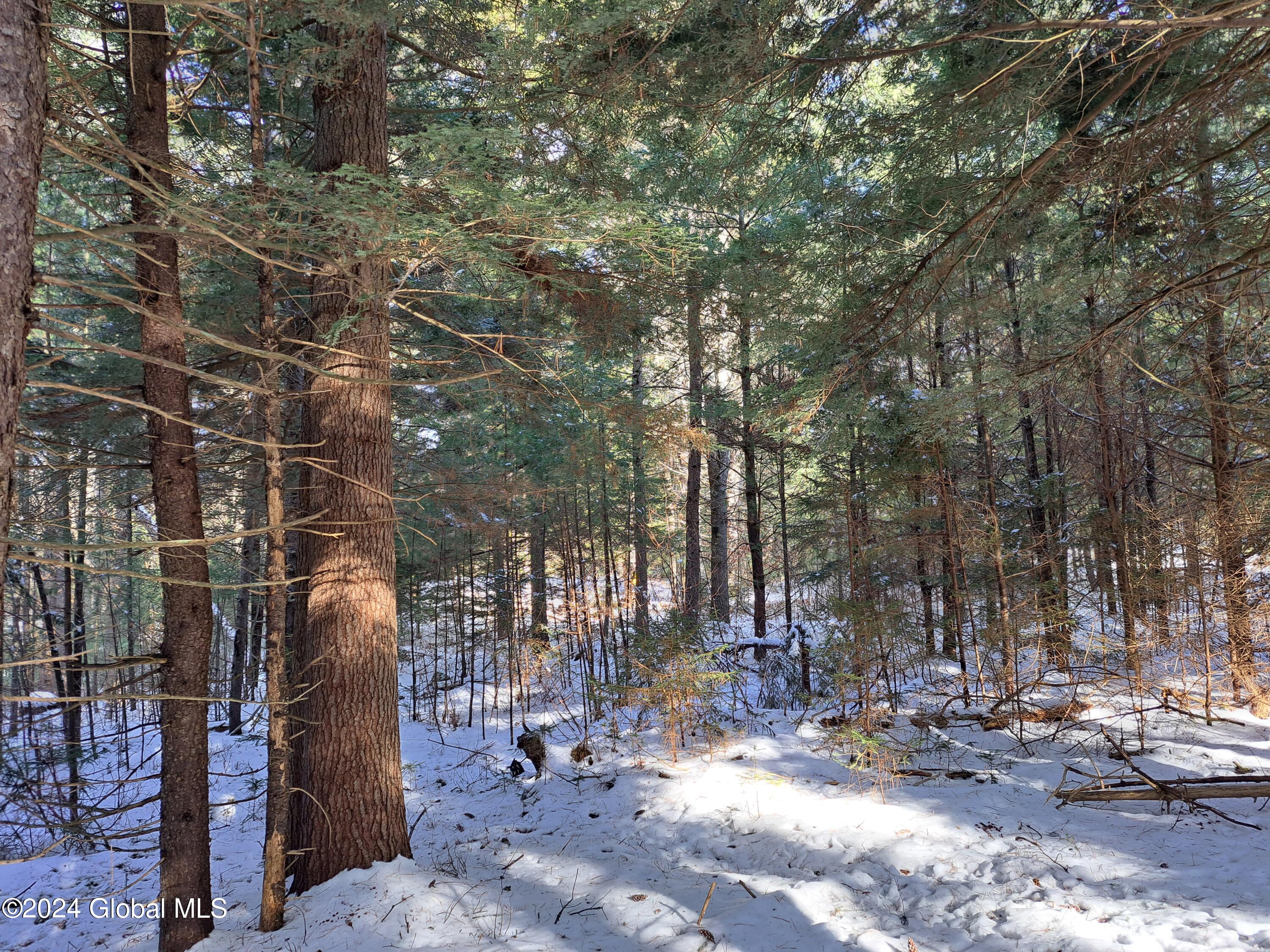 L17 Rice Road Northville, NY 12134 - Photo 20 of 51 20 Mature White Pine and Saplings