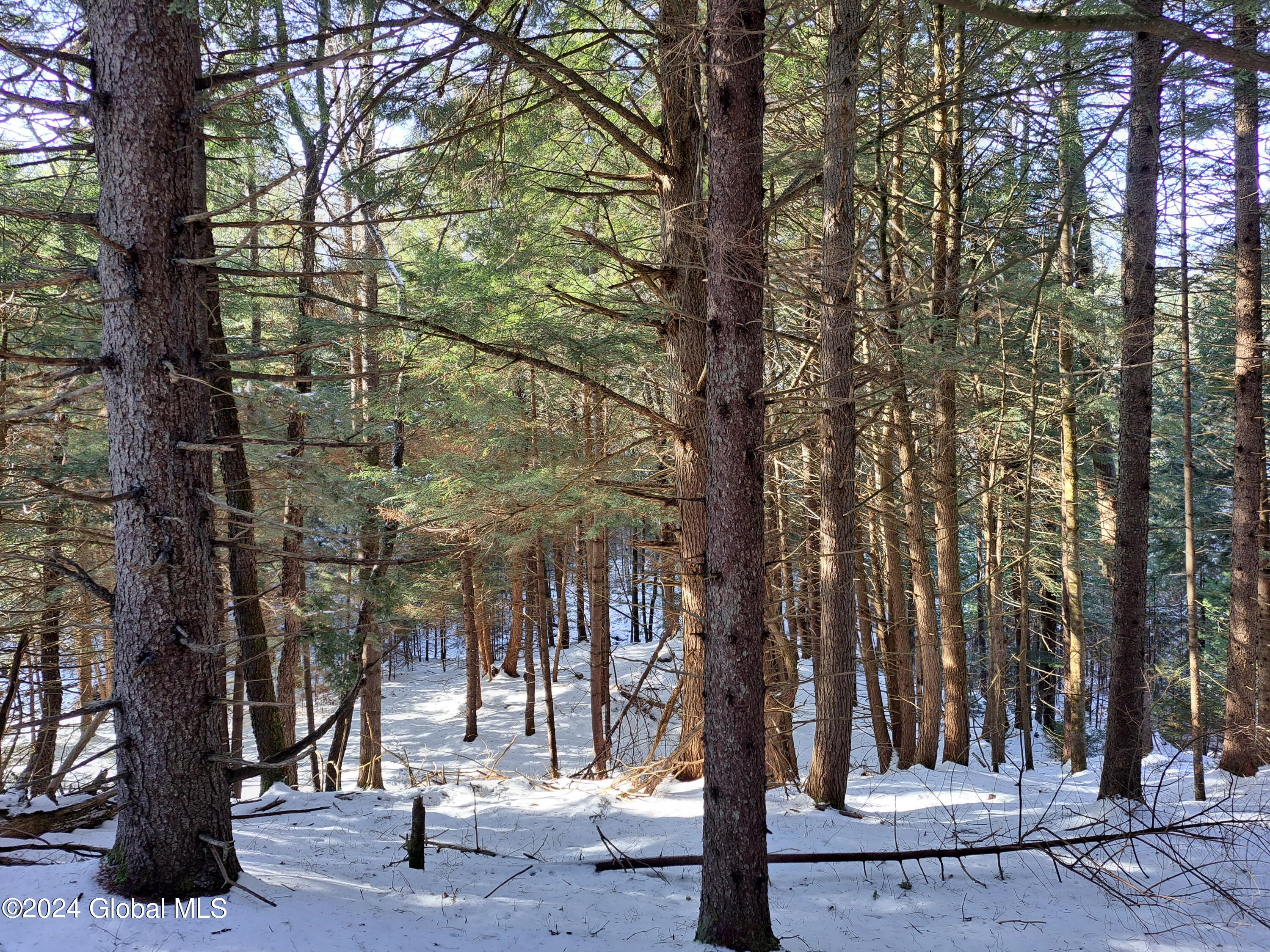 L17 Rice Road Northville, NY 12134 - Photo 2 of 51 02 Adirondack Red Spruce