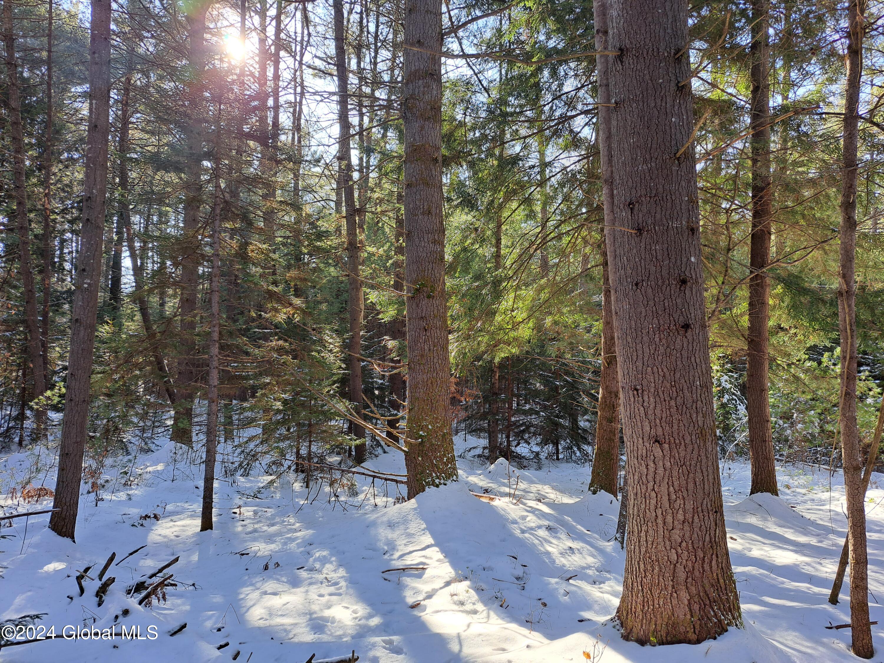 L17 Rice Road Northville, NY 12134 - Photo 21 of 51 21 Mature White Pine Timber