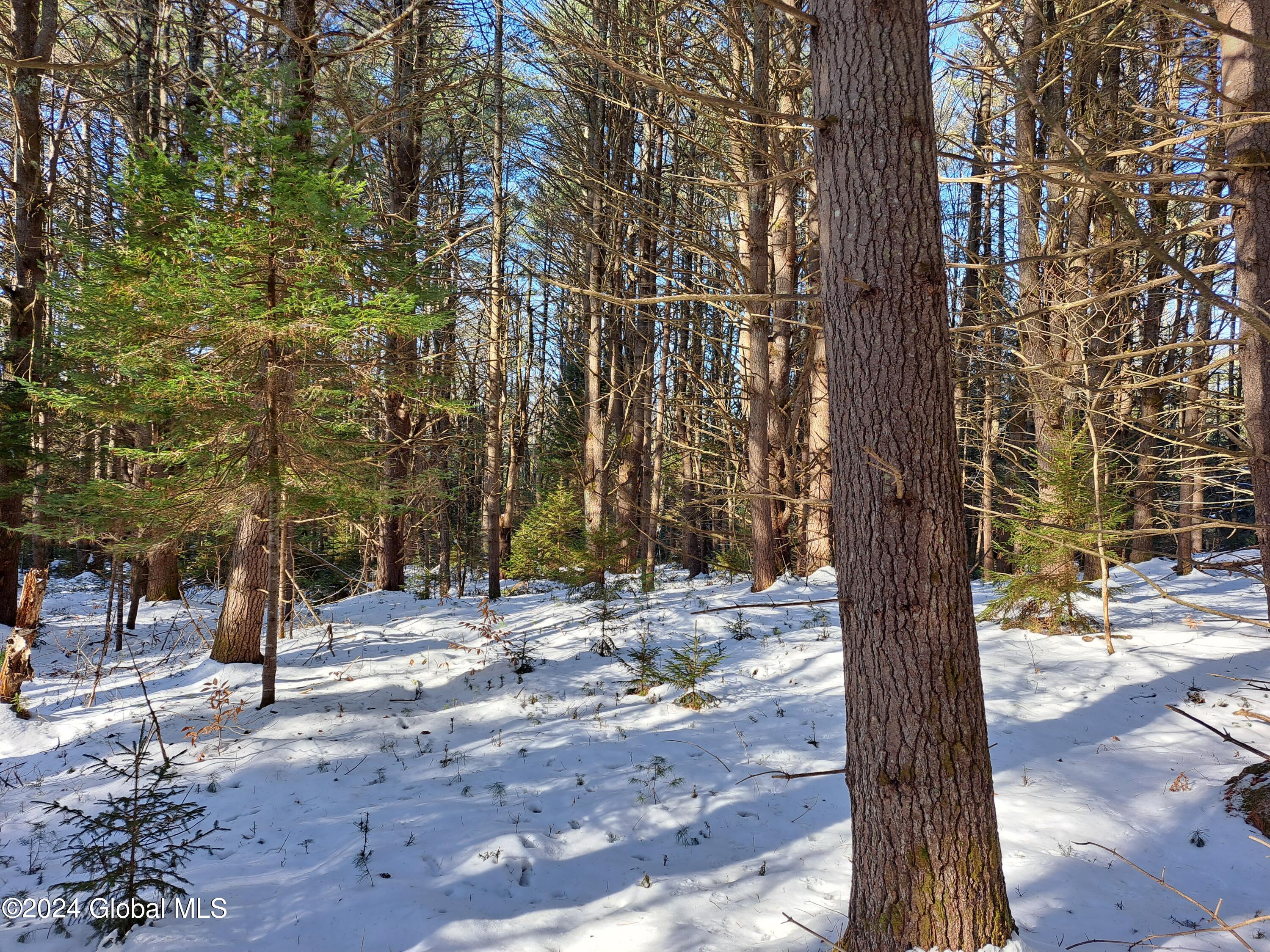 L17 Rice Road Northville, NY 12134 - Photo 22 of 51 22 Mature White Pine