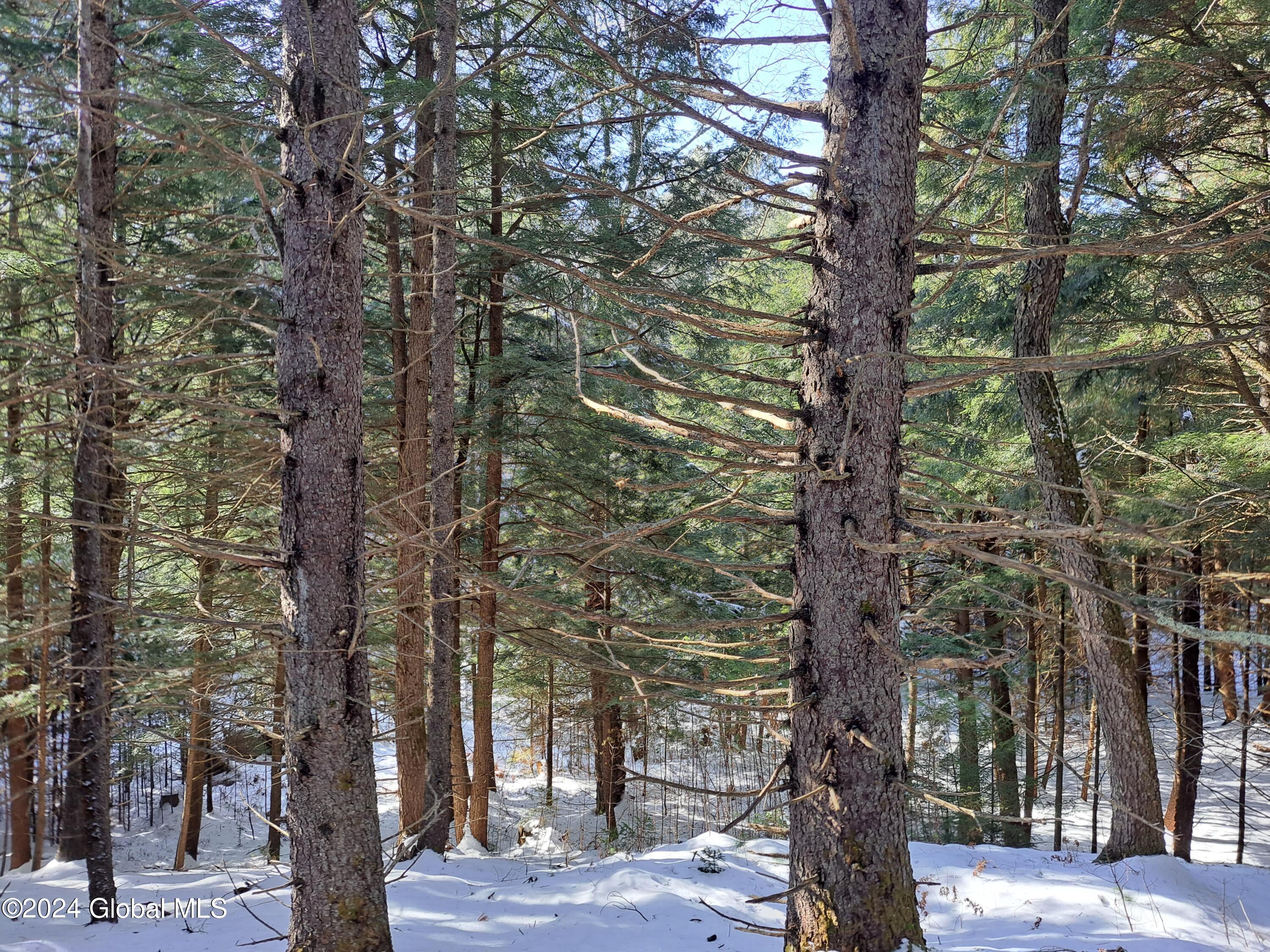 L17 Rice Road Northville, NY 12134 - Photo 33 of 51 31 Red Spruce on Knoll