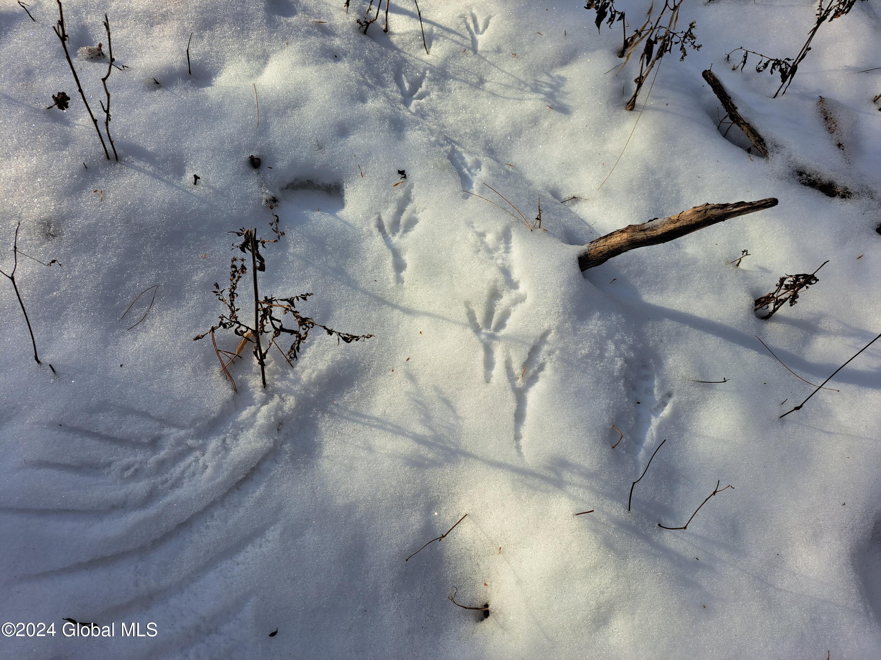 L17 Rice Road Northville, NY 12134 - Photo 41 of 51 41 Turkey Wing Print and Tracks