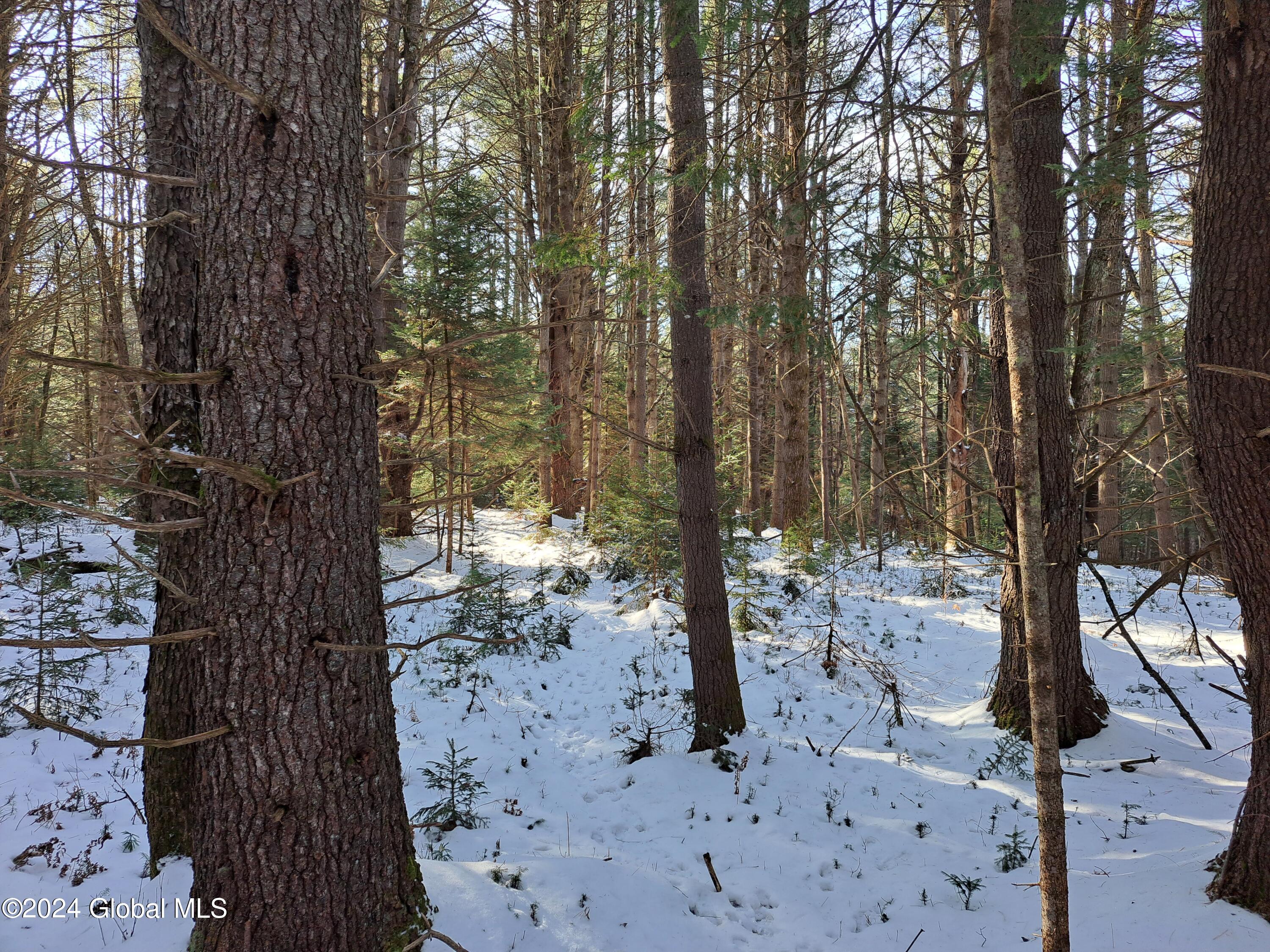 L17 Rice Road Northville, NY 12134 - Photo 42 of 51 42 White Pine and Seedlings