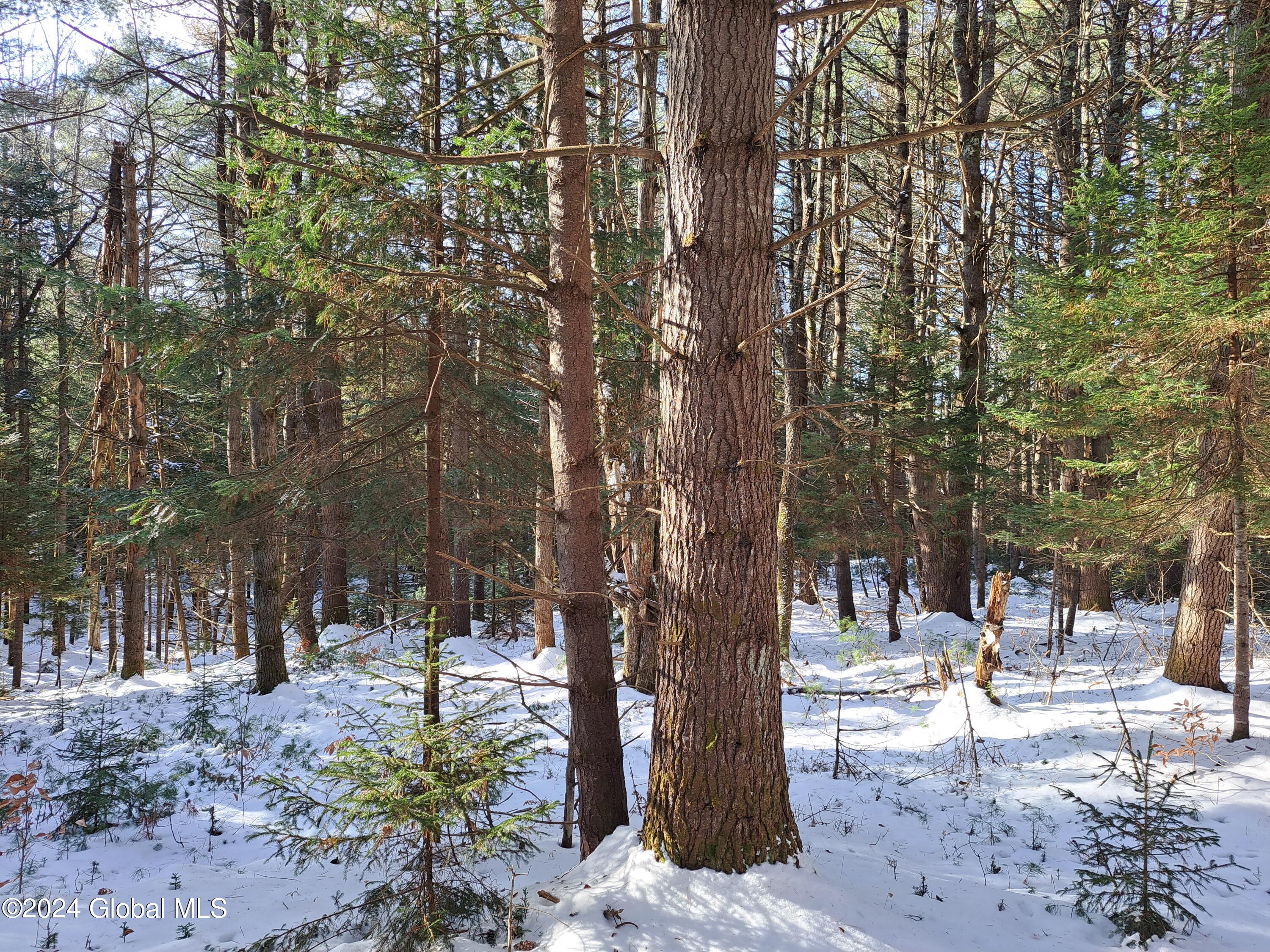 L17 Rice Road Northville, NY 12134 - Photo 43 of 51 43 White Pine over Red Spruce
