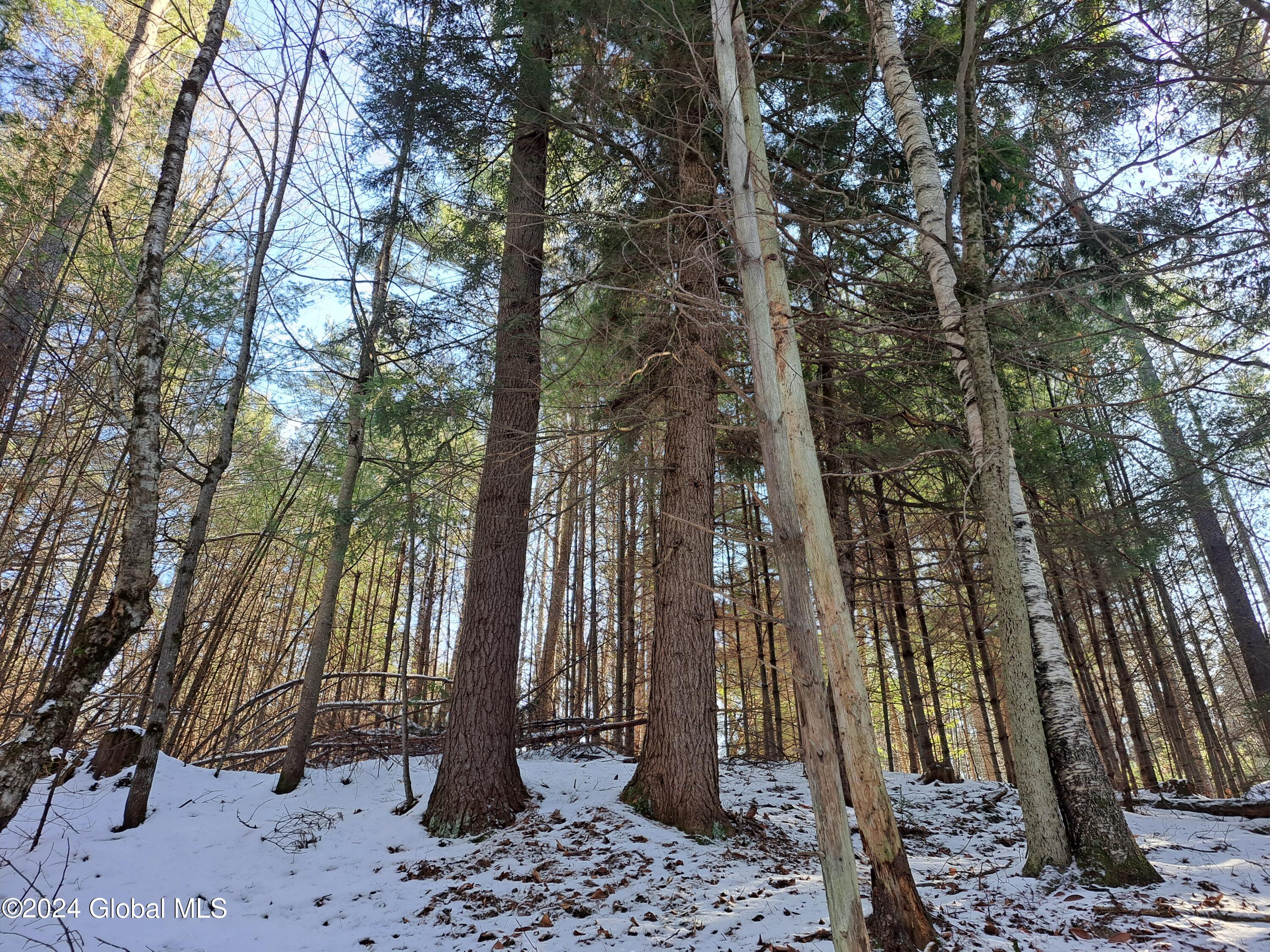 L17 Rice Road Northville, NY 12134 - Photo 46 of 51 46 White Pine Timber