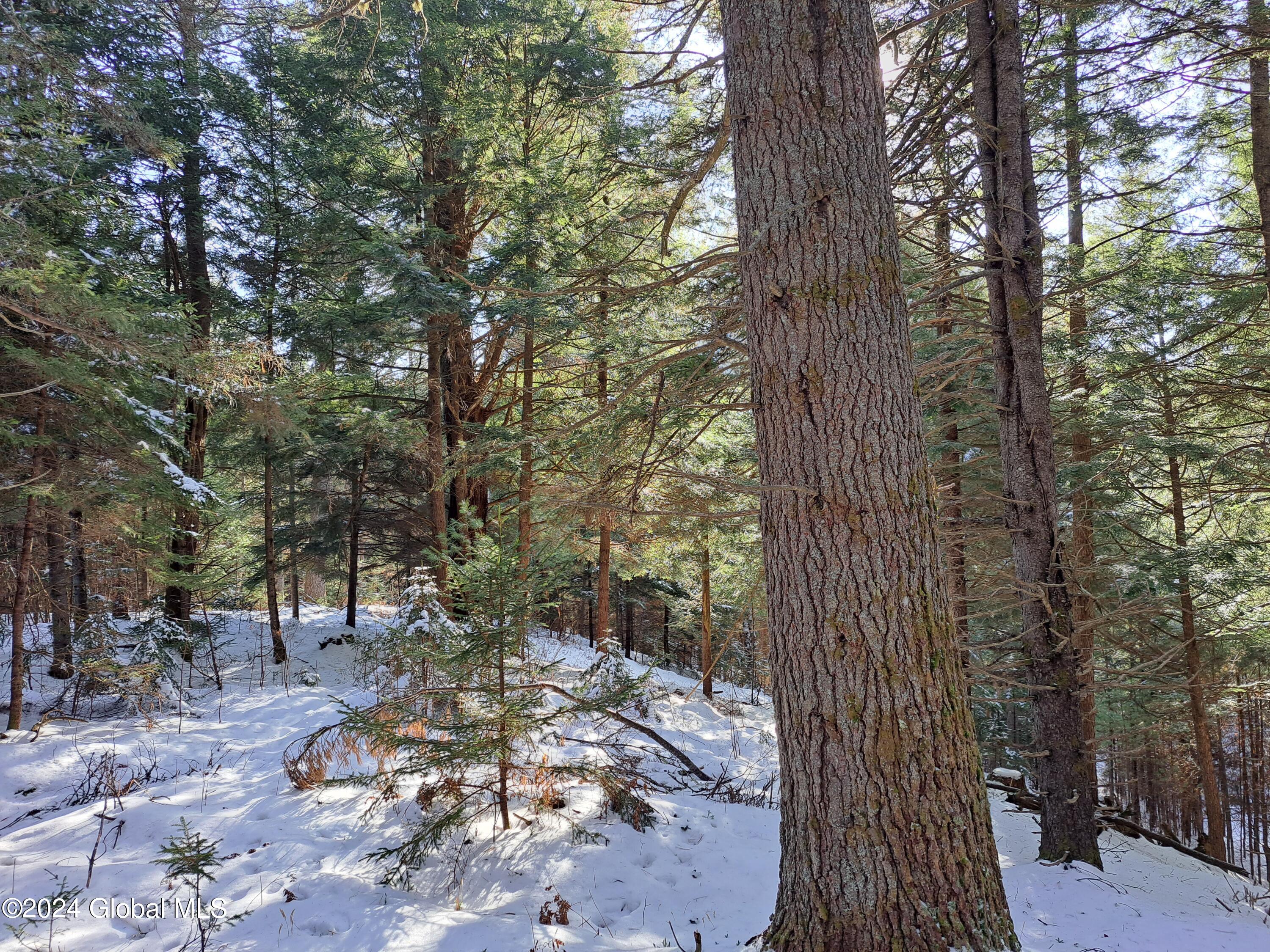 L17 Rice Road Northville, NY 12134 - Photo 47 of 51 47 White Pine timber on Knoll