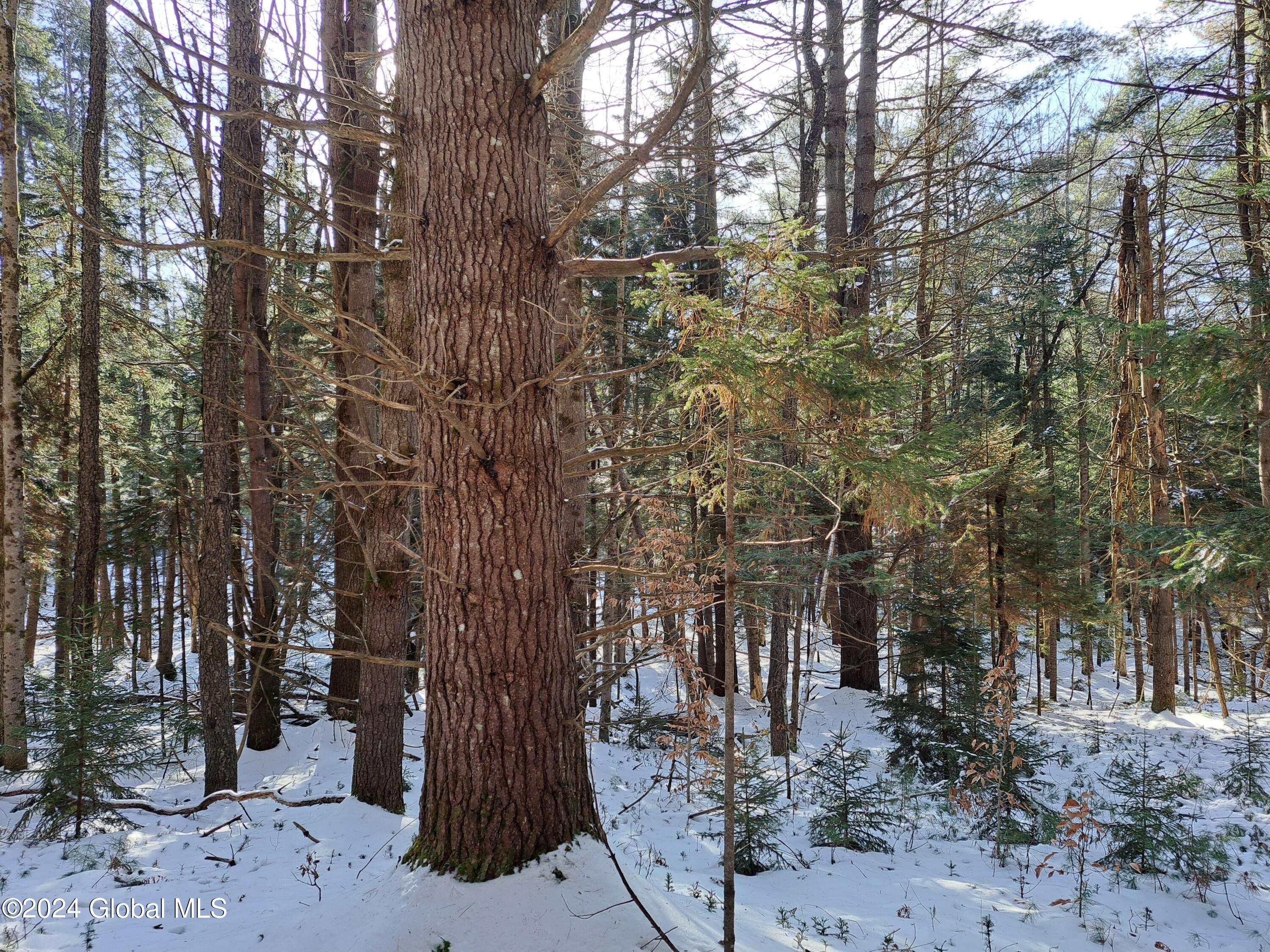 L17 Rice Road Northville, NY 12134 - Photo 49 of 51 49 White Pine