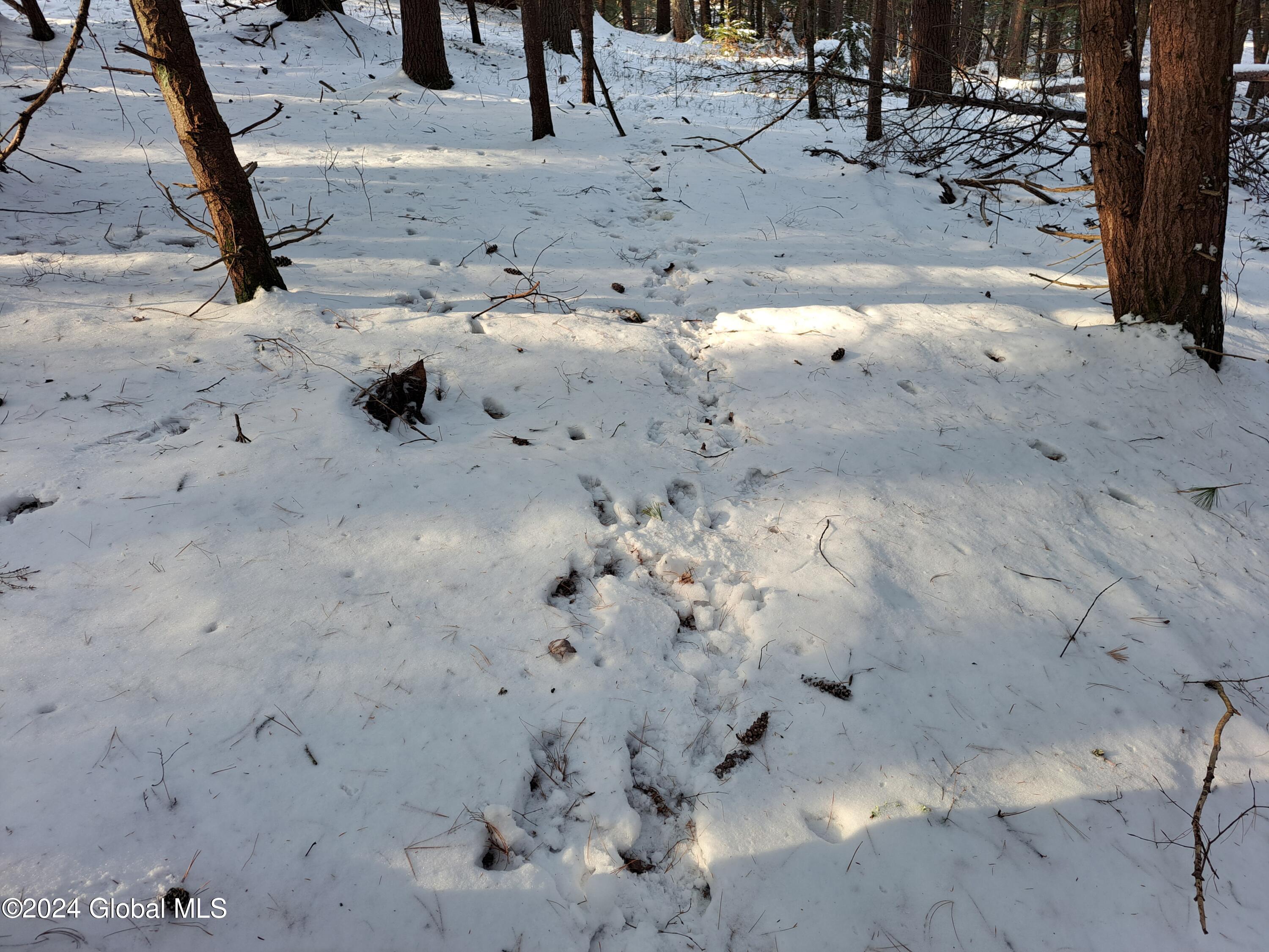 L17 Rice Road Northville, NY 12134 - Photo 50 of 51 50 Wildlife Tracks