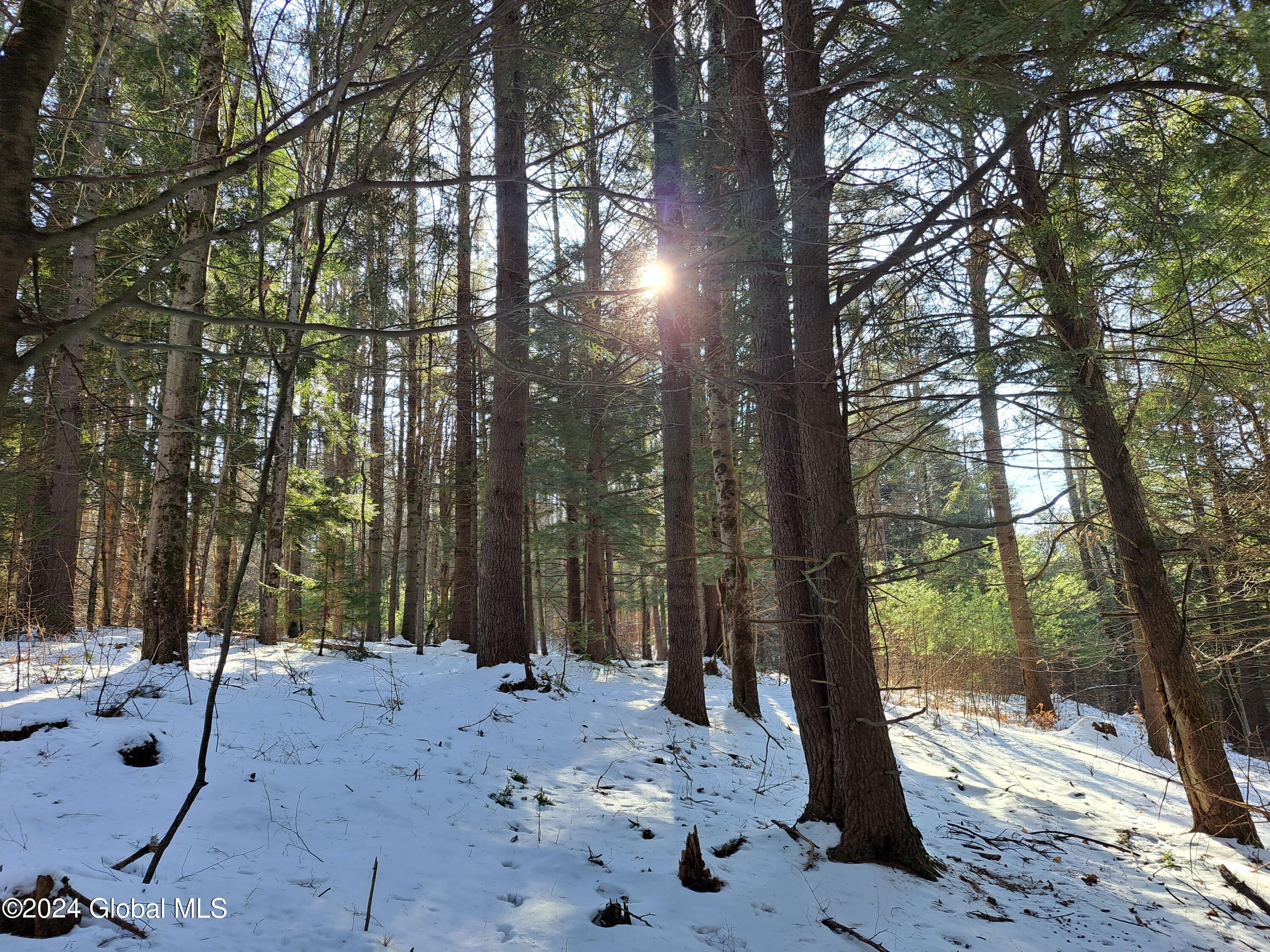 L17 Rice Road Northville, NY 12134 - Photo 5 of 51 05 Conifer Cover