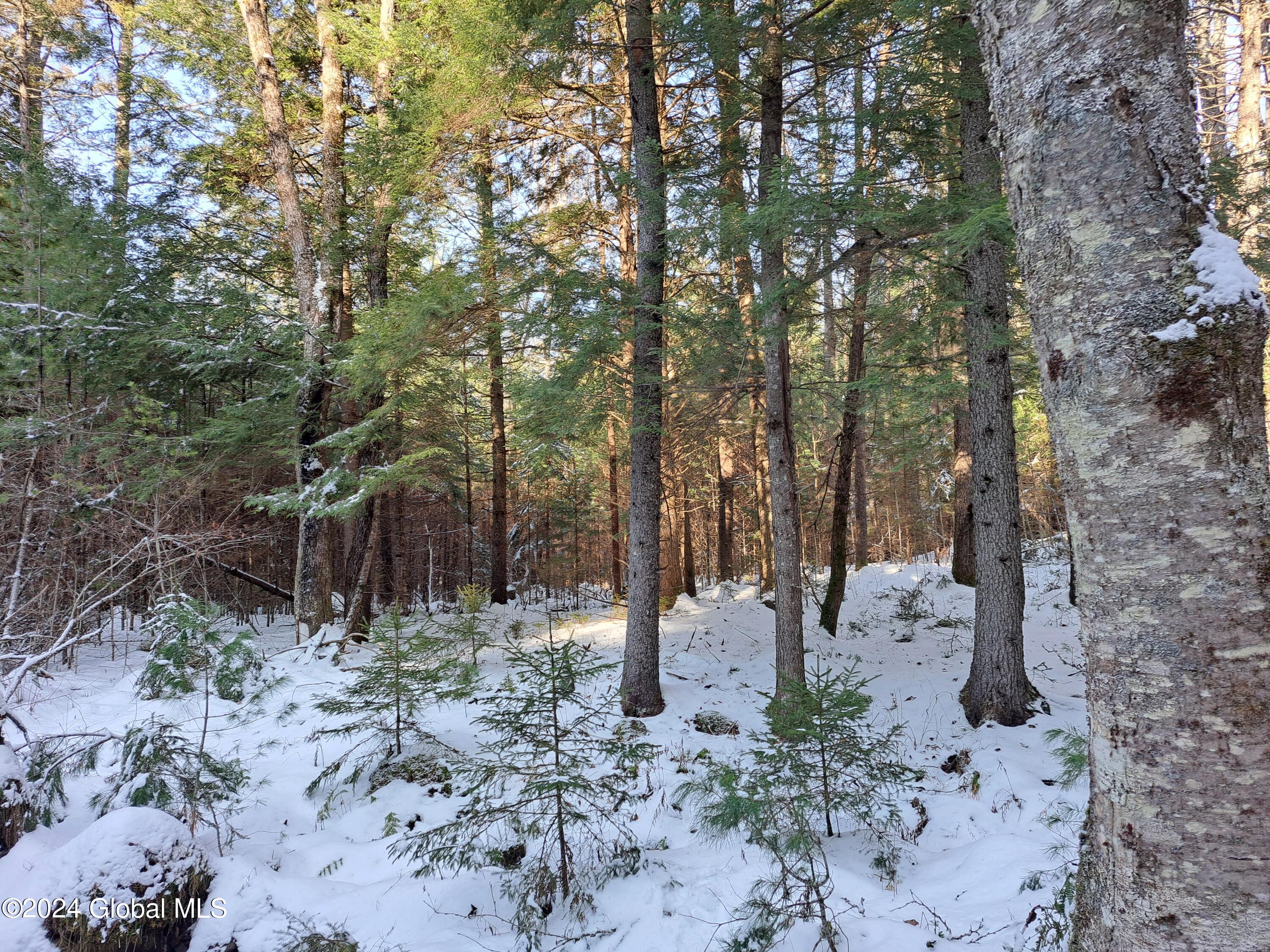 L17 Rice Road Northville, NY 12134 - Photo 51 of 51 51 Yellow Birch and Spruce