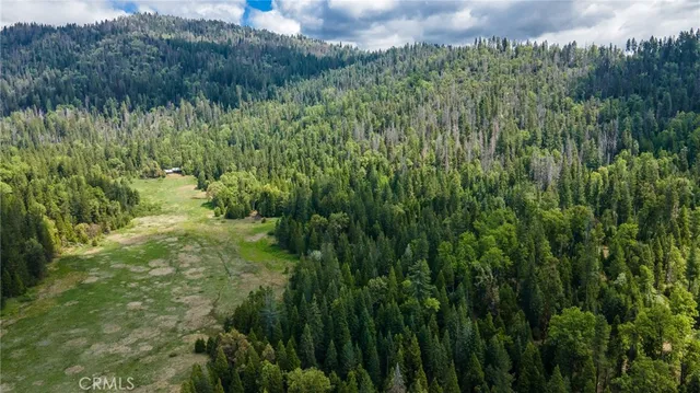 a view of a lush green forest