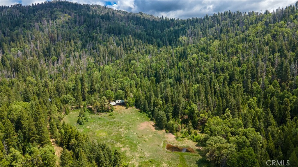 5657 Worman Road Ahwahnee, CA 93601 - Photo 44 of 46 a view of a lush green forest