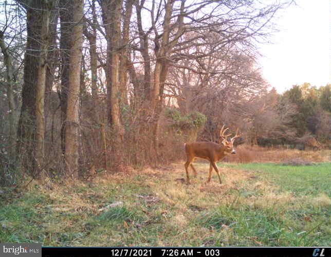 36937 North Fork Road Purcellville, VA 20132 - Photo 66 of 78 All kinds of deer live here!