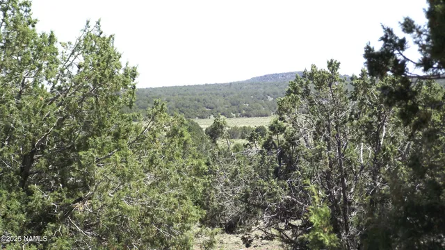 a view of a forest with trees in the background