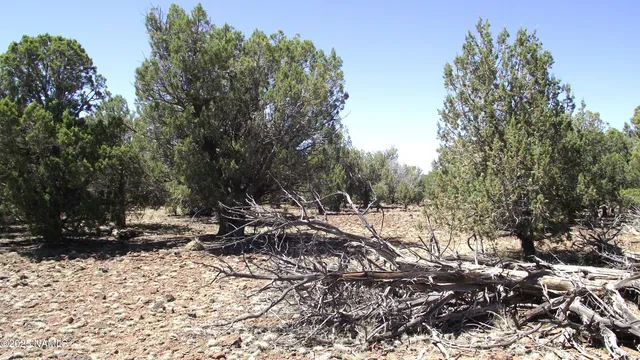 a view of a yard with trees