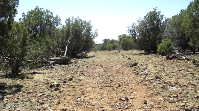 a view of a dry yard with trees
