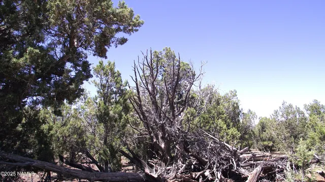 a view of a tree in middle of forest