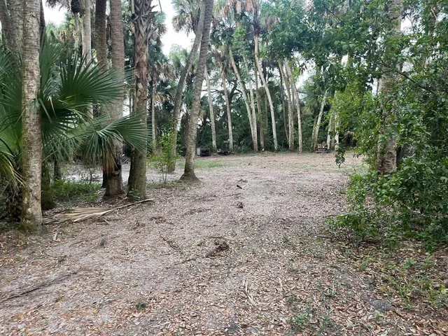 a view of a forest filled with trees