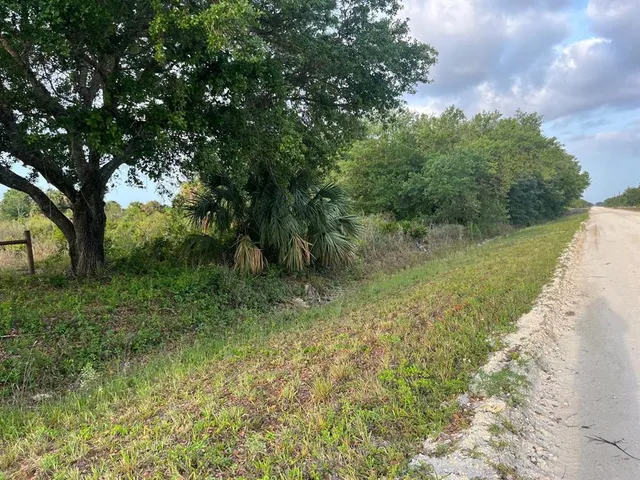 a view of a lush green forest with lots of trees