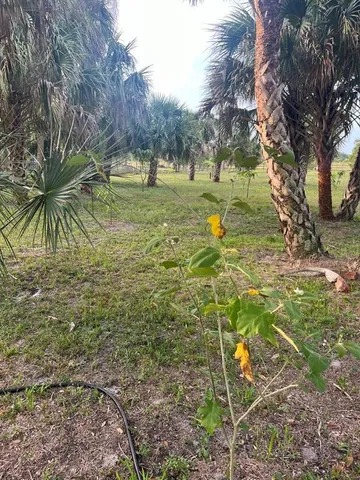 a view of a plant in a garden