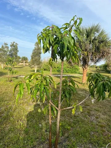 a view of a plant in a garden
