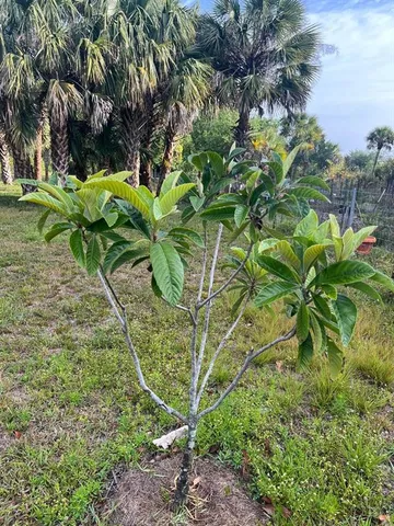a view of a lake from a yard