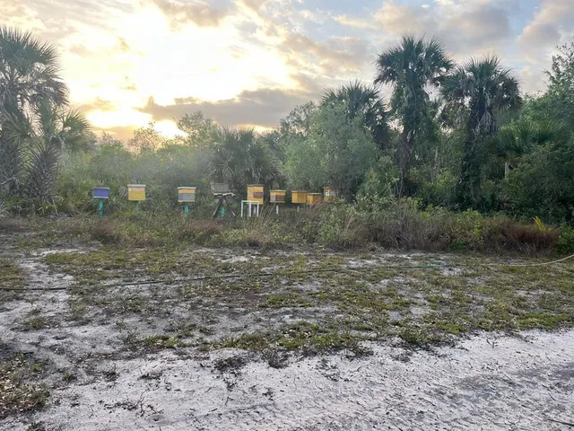 a view of a yard with a tree