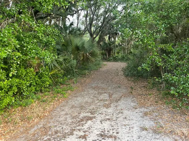 a view of a forest with trees in the background