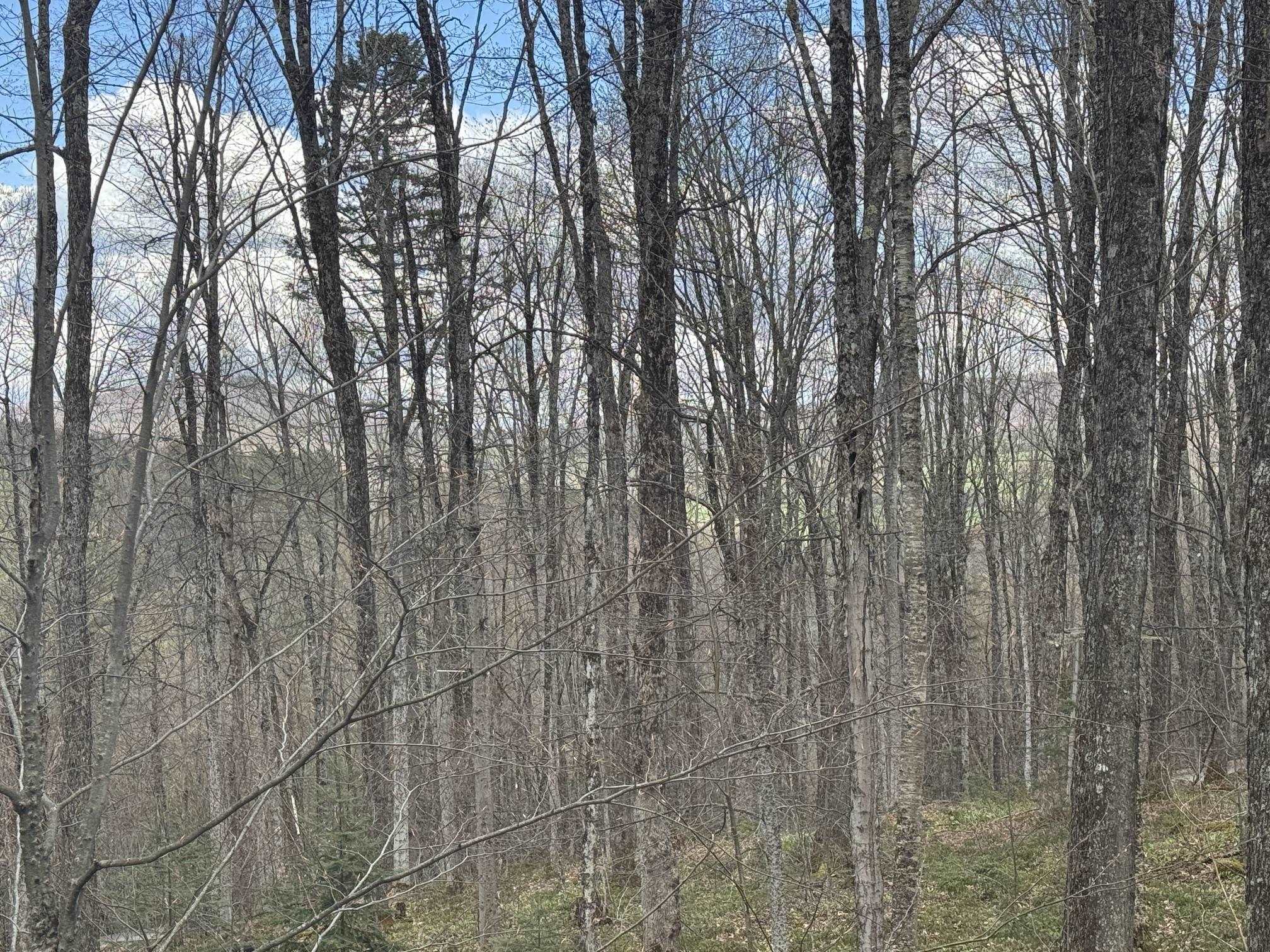 316 Last Road Cabot, VT 05647 - Photo 17 of 26
