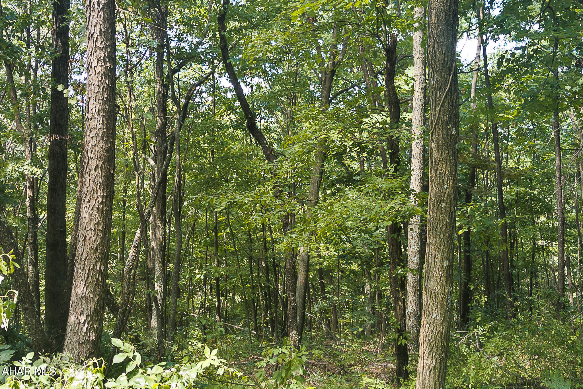 Off Addison Ridge Road Clearville, PA 15535 - Photo 15 of 18